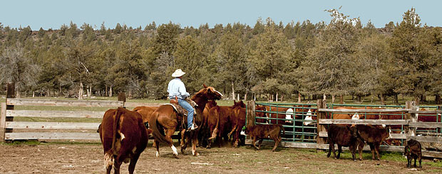 Long Hollow Ranch, Oregon - Credit: Long Hollow Ranch