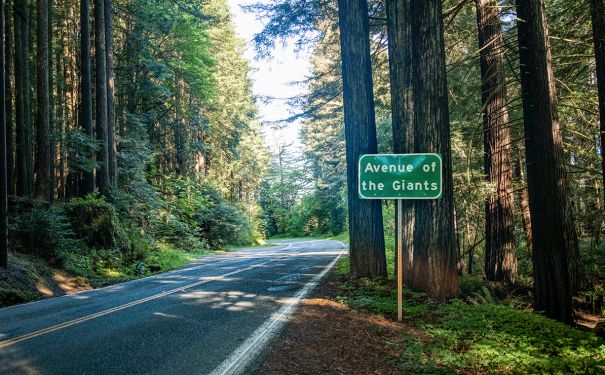 CA/Humboldt Redwoods State Park