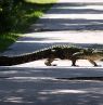 Alligator nahe Huntington Beach State Park, South Carolina - Credit: DiscoverSouthCarolina.com