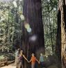 Armstrong Redwoods State Natural Reserve, Sonoma County, Kalifornien Credit: Sonoma County