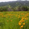 Seka Hills, Yolo County, Kalifornien - Credit: Yolo County