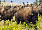 Custer State Park Buffalo Roundup, South Dakota - Credit: South Dakota Department of Tourism