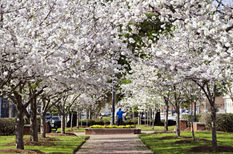 Cherry Blossom Festival, Macon, Georgia - Credit: Georgia Department of Economic Development
