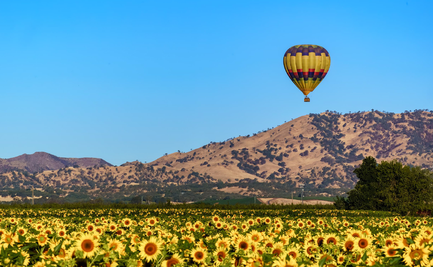 Heißluftballon über einem Sonnenblumenfeld, Yolo County, Kalifornien - Credit: Yolo County