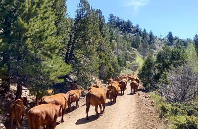 WY/Two Creek Ranch/Cattle-Drive-durch-den-Wald