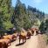 Cattle-Drive-durch-den-Wald, Two Creek Ranch, WY Credits: Two Creek Ranch