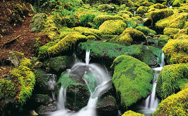 WA/Olympic Peninsula/Lake Crescent Stream