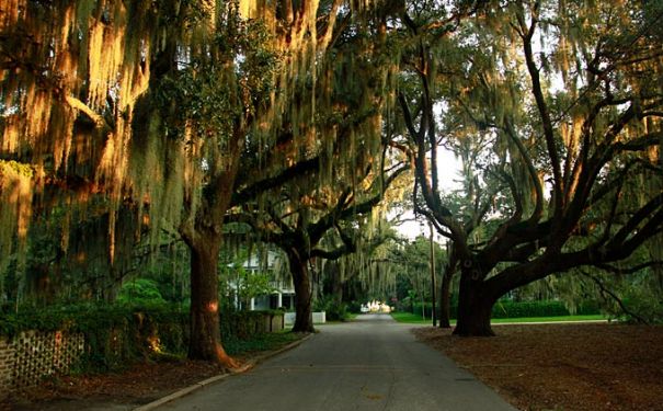 SC/Beaufort/Beaufort Spanish Moss