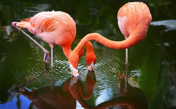 FL/allg Bilder/Flamingo