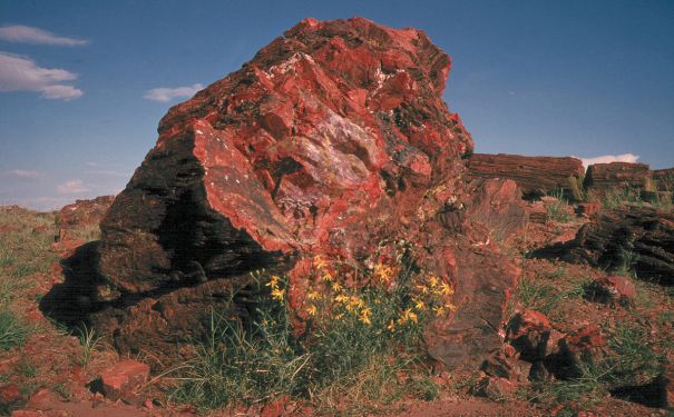 AZ/Petrified Forest National Park/Stein