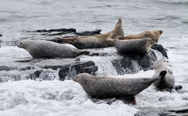 SCO/Orkney/Robben auf Orkney