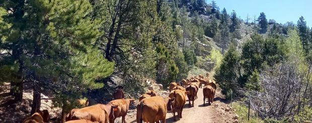 Cattle-Drive-durch-den-Wald, Two Creek Ranch, WY Credits: Two Creek Ranch