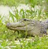 Alligator, Lousiana - Credit: Jeff Davis