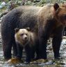 Klahoose Wilderness Resort, British Columbia - Credit: Klahoose Wilderness Resort