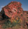 Petrified Forest National Park, Arizona - Credit: National Park Service, Arizona Office of Tourism