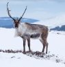 Rentier im Cairngorm NP, Schottland - Credit: VisitScotland / Kenny Lam