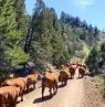 Cattle-Drive-durch-den-Wald, Two Creek Ranch, WY Credits: Two Creek Ranch