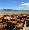 Herbst Cattle Drive, Two Creek Ranch, WY Credits: Two Creek Ranch