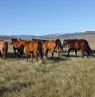 Pferde, Two Creek Ranch, WY Credits: Two Creek Ranch