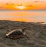 Schildkröte, Cayman Islands, CYM Credit: Cayman Islands Department of Tourism