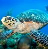 Scuba Diver Life, Cayman Islands - Credit: Cayman Islands Department of Tourism