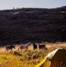 Zelt beim Pack Trip, Paintrock Canyon Ranch - Credit: Ranchlands, Della Frederickson