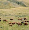 Rinder, Paintrock Canyon Ranch - Credit: Ranchlands, Della Frederickson