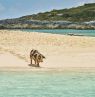 Schwein am Strand, Grand Isle Resort & Spa, Exuma, BAH Credit: Grand Isle Resort