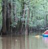 Park Paddlin, Kajakfahren im Congaree National Park - Credit: SPCRT