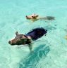 Schwimmende Schweine, Ausflug zu den Schweinen, Themenreisen, BAH Credit: Bahamas Ministry of Tourism