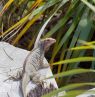 Leguan, Long Island, Themenreisen, BAH Credit: Bahamas Ministry of Tourism