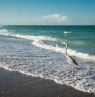 Wading Bird and Beach Walkers, Punta Gorda, Florida - Credit: Punta Gorda & Englewood Beach Visitor & Convention Bureau